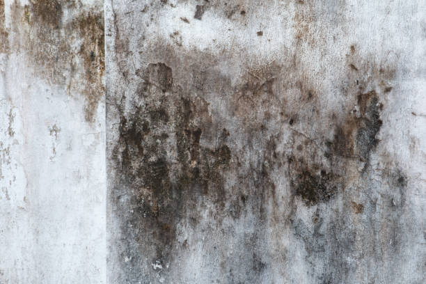 Mold Removal for HVAC Installations in Loogootee, IN