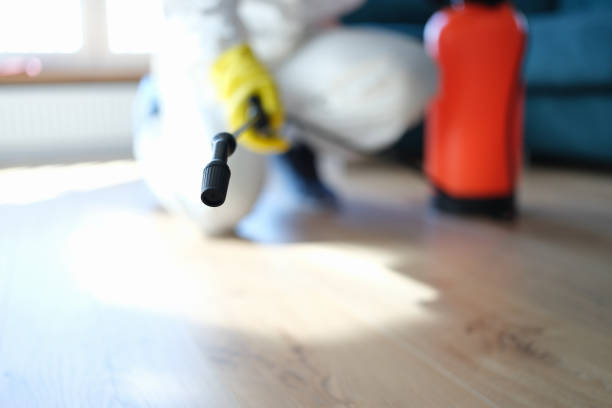 Best Black Mold Removal  in Loogootee, IN