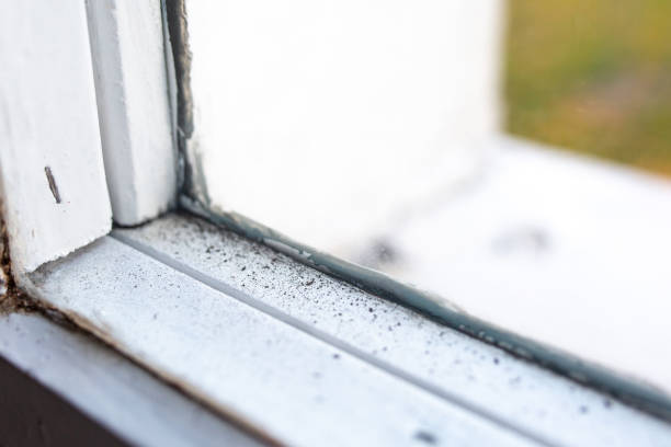 Best Attic Mold Removal  in Loogootee, IN