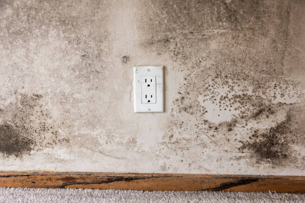Best Biohazard Mold Removal  in Loogootee, IN