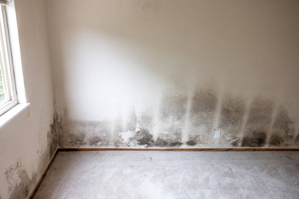 Best Mold Prevention Services  in Loogootee, IN